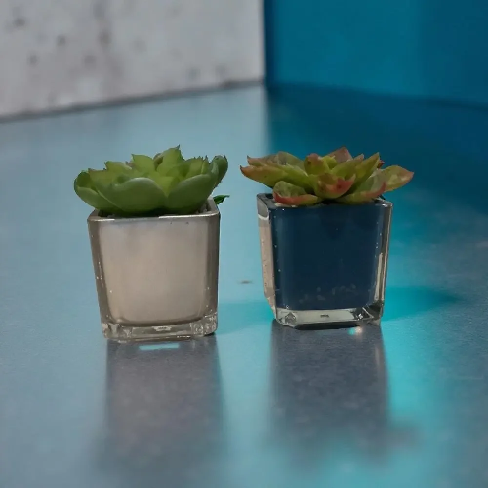 Set of Artificial Succulents
